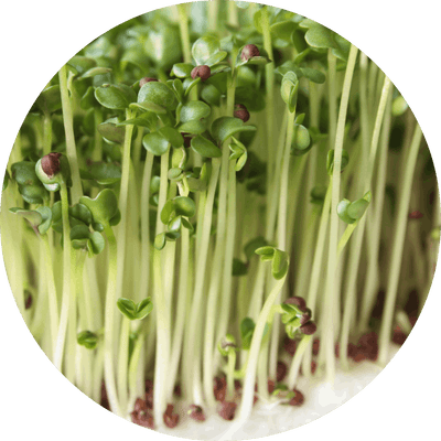 <strong>Germes de brocoli</strong>