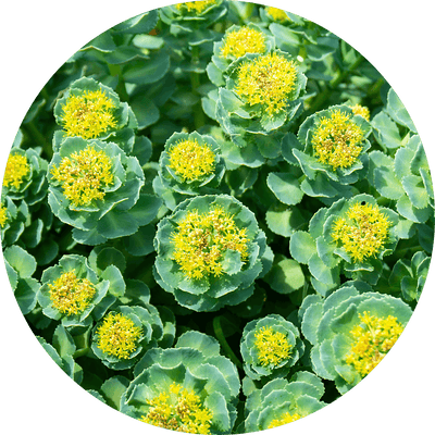 <strong>Rhodiola rosea</strong>